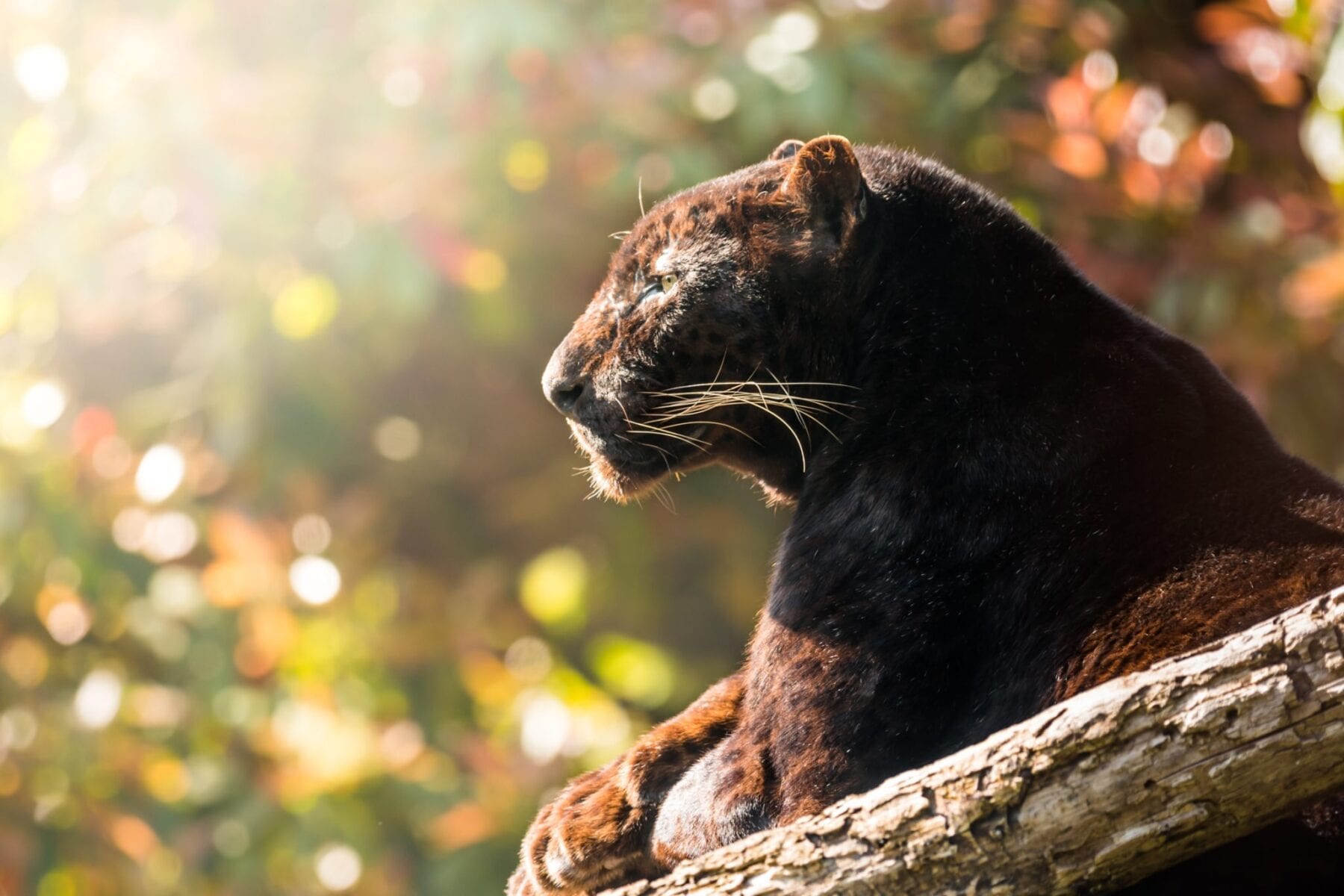 Panther in sunlight