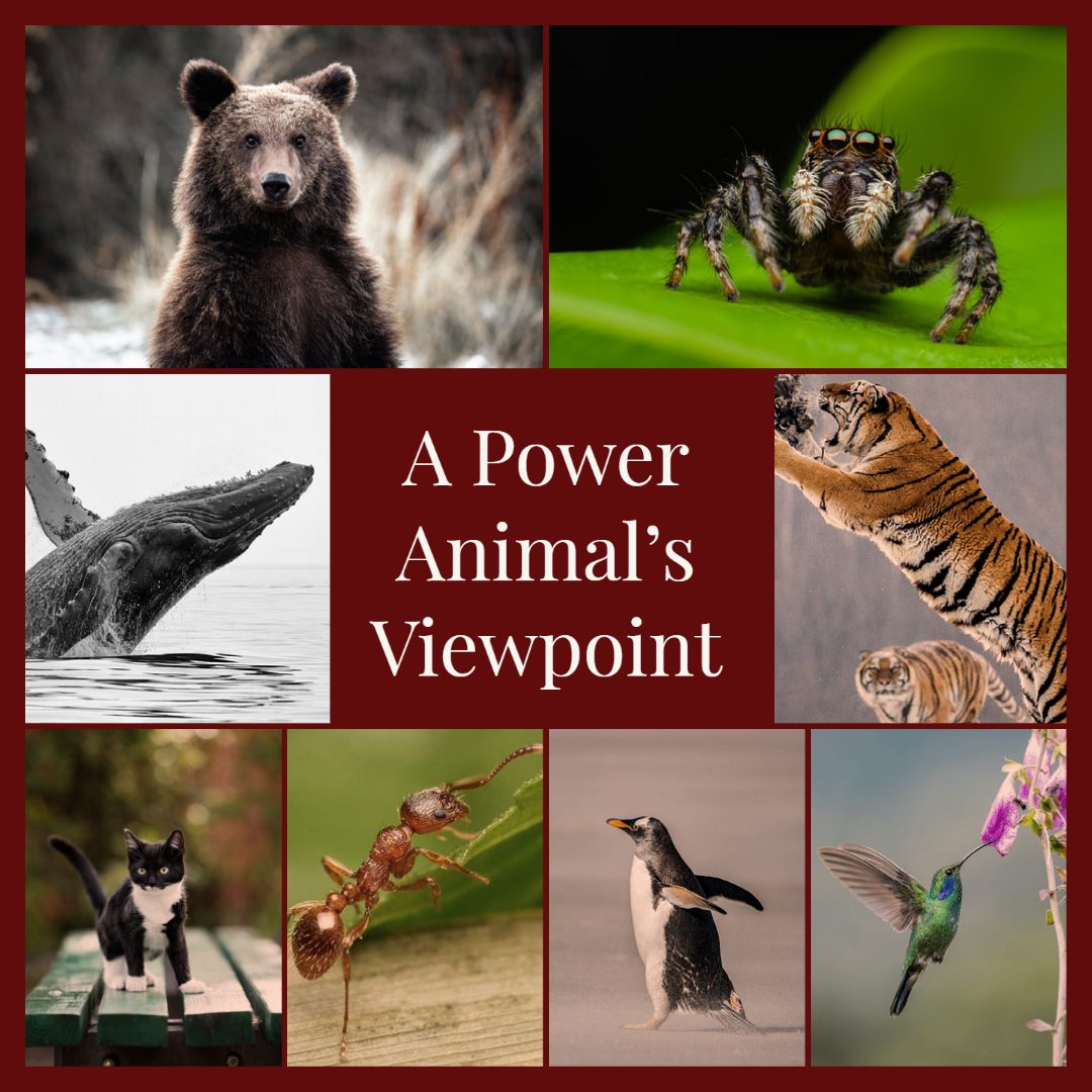Read more about the article A Power Animal’s Viewpoint